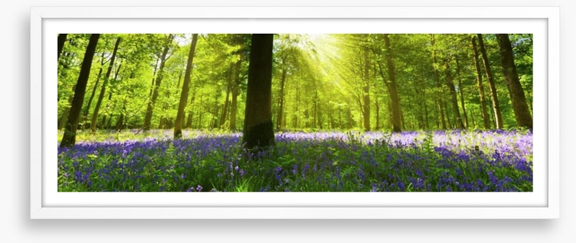 Bluebell woods panorama