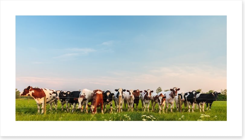 Twelve cows a grazing