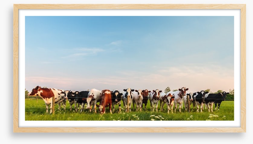 Twelve cows a grazing