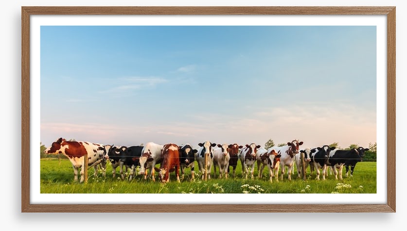 Twelve cows a grazing