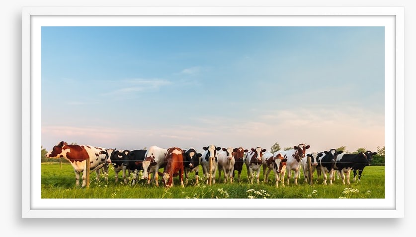 Twelve cows a grazing
