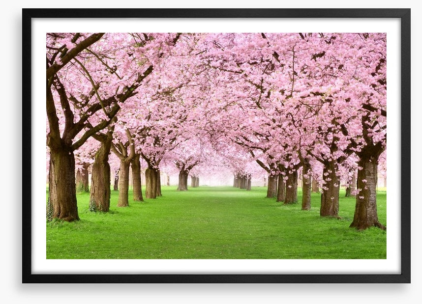 Cherry blossom tunnel