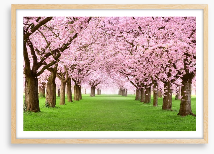 Cherry blossom tunnel
