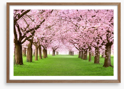 Cherry blossom tunnel