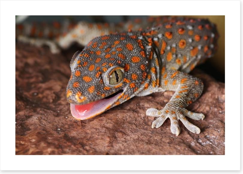 Reptiles / Amphibian