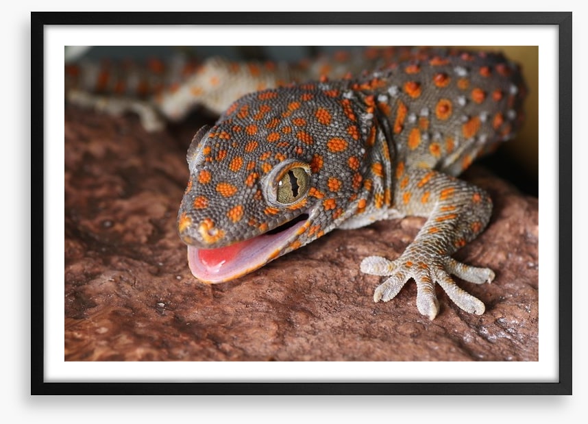 Reptiles / Amphibian