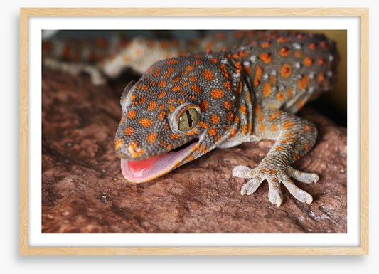 Reptiles / Amphibian