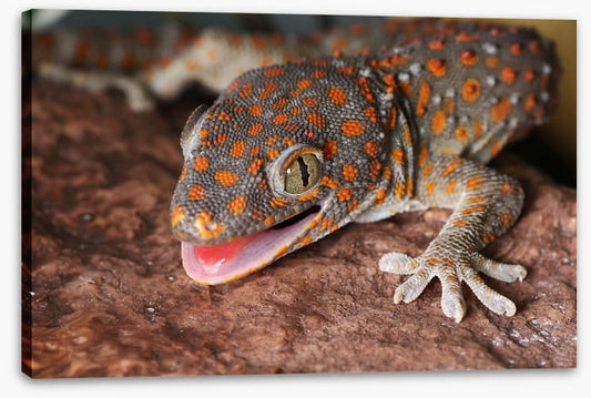 Reptiles / Amphibian