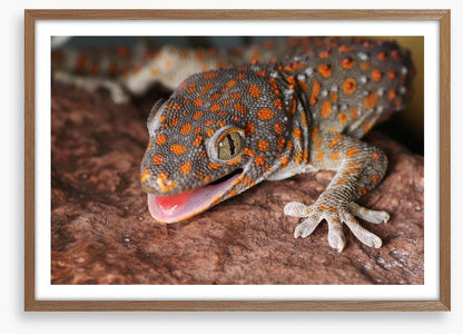 Reptiles / Amphibian