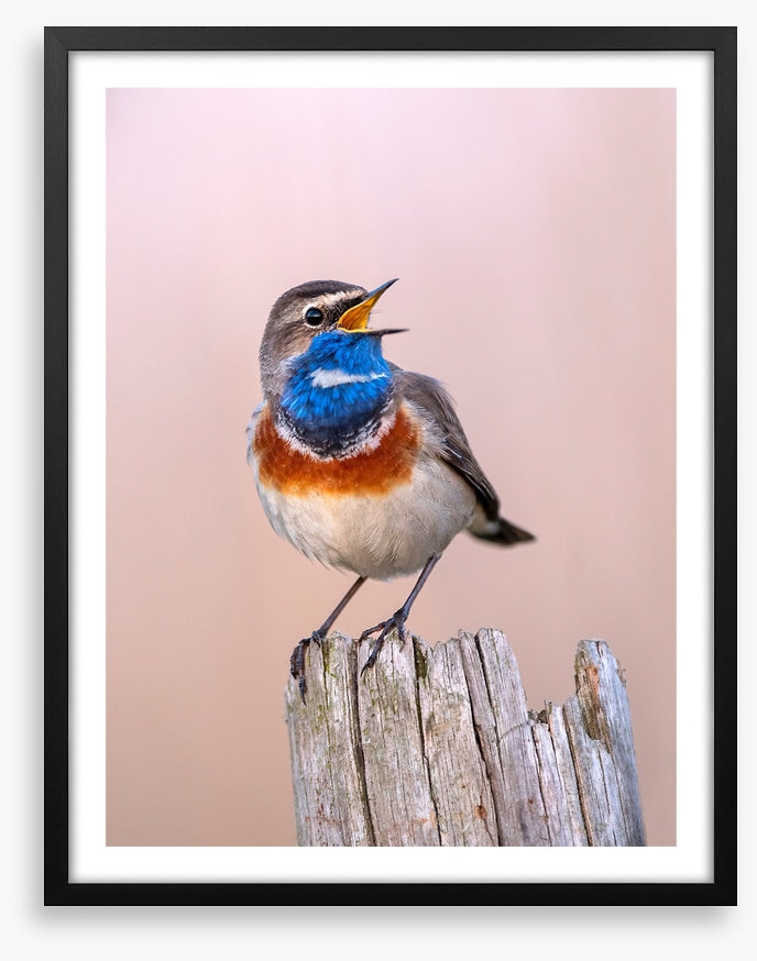 Bluethroat sing