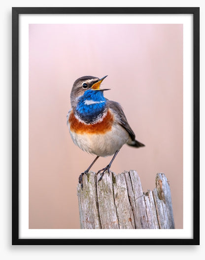 Bluethroat sing