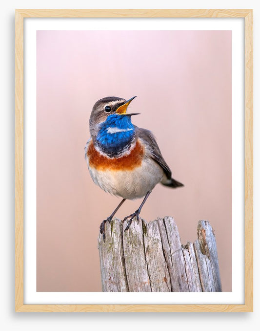 Bluethroat sing