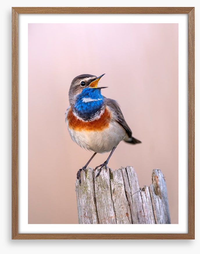 Bluethroat sing