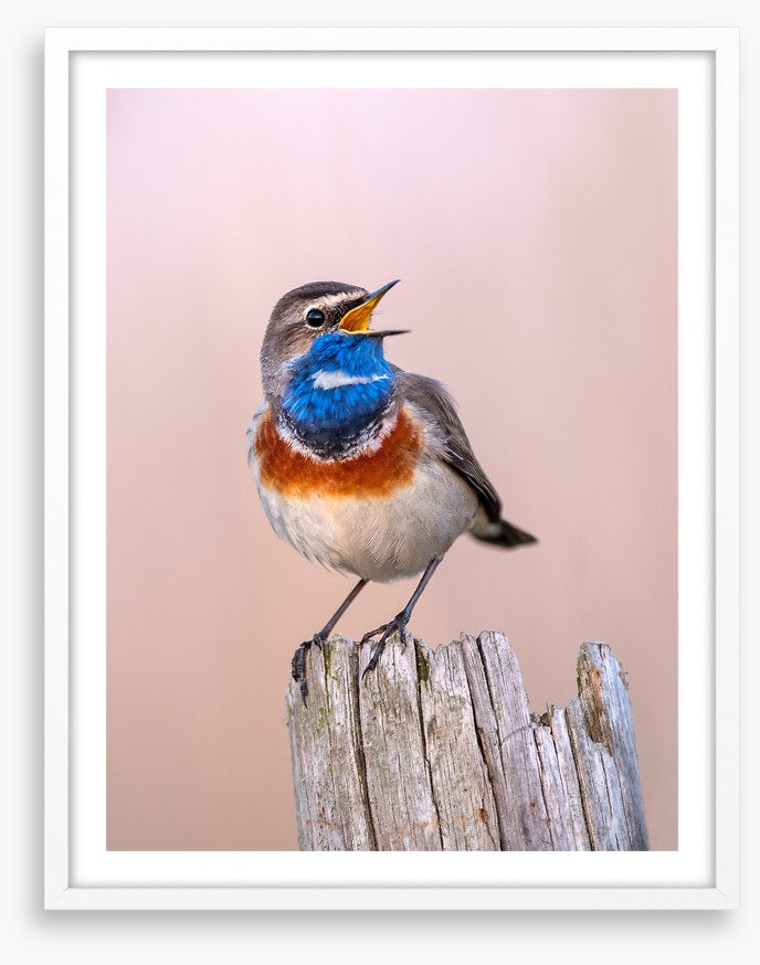 Bluethroat sing