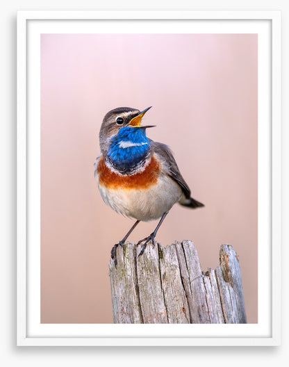 Bluethroat sing