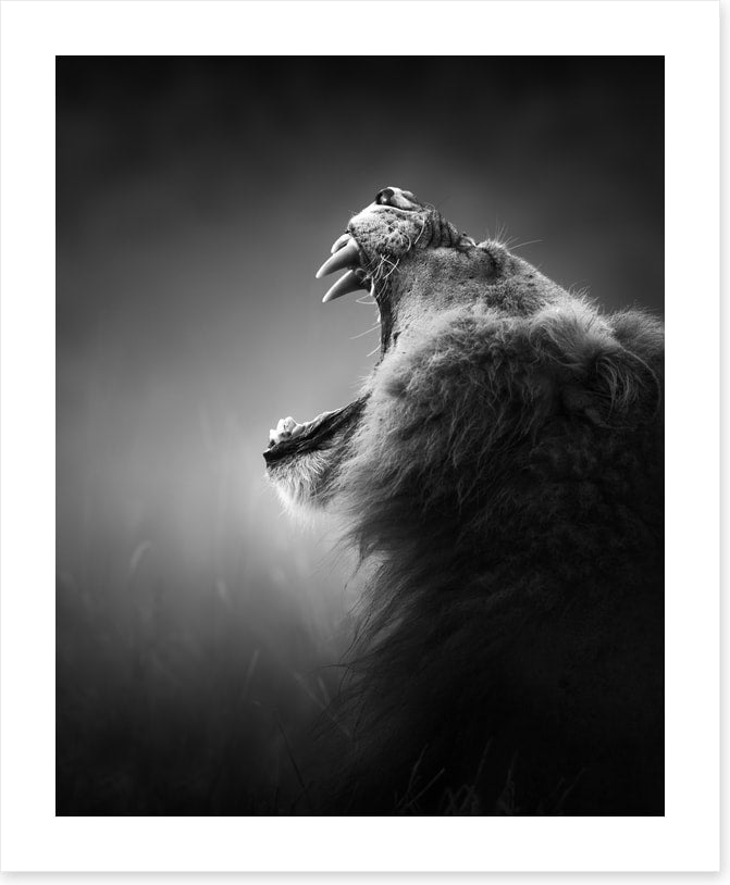 Roar