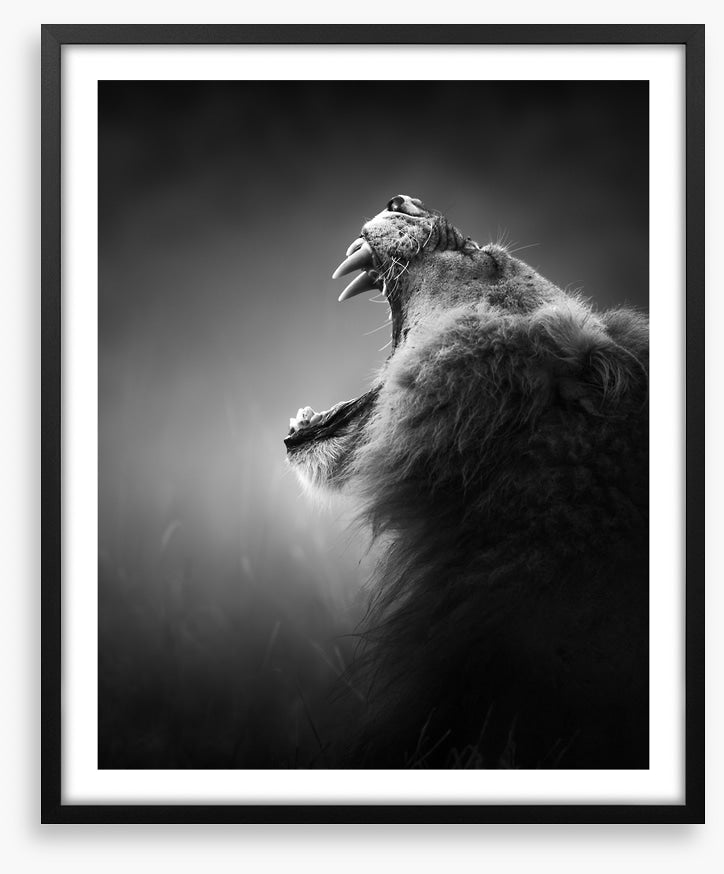 Roar