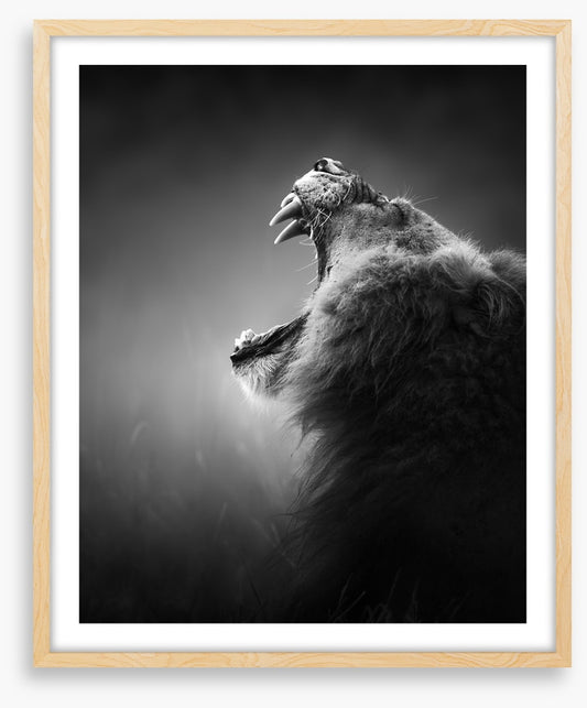 Roar
