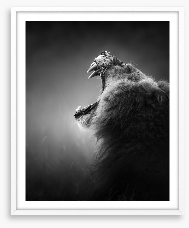 Roar