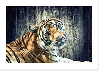 Bengal tiger
