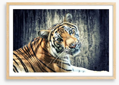 Bengal tiger
