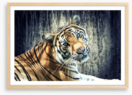 Bengal tiger