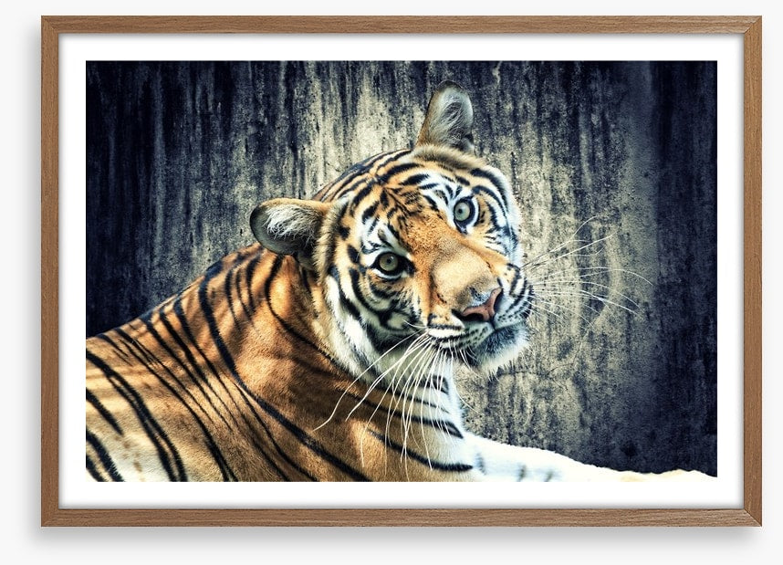 Bengal tiger