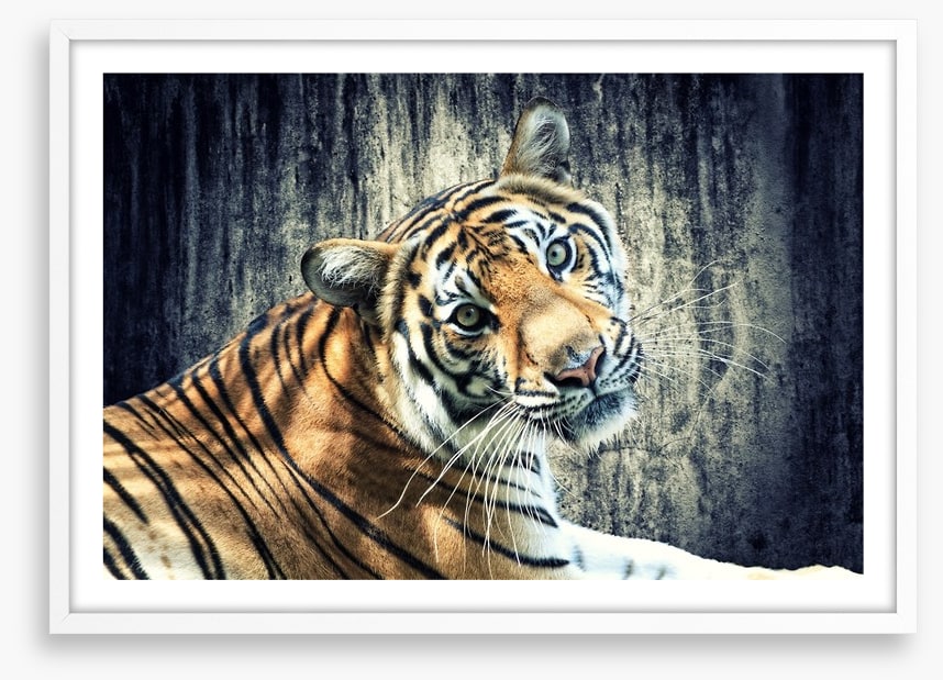 Bengal tiger
