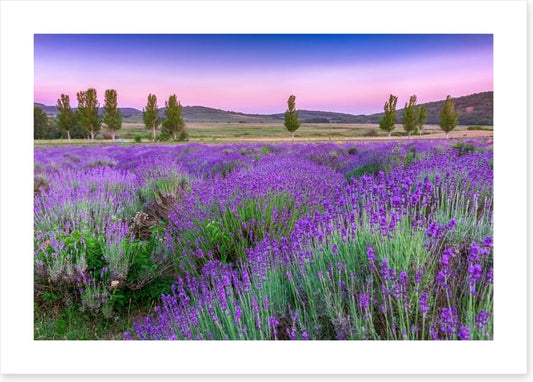 Lavender sunset