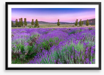 Lavender sunset