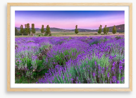 Lavender sunset