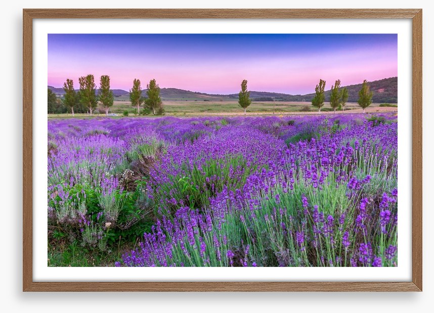 Lavender sunset