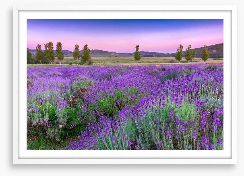 Lavender sunset