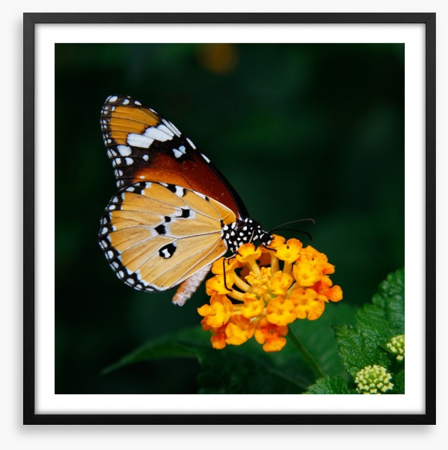 Insects