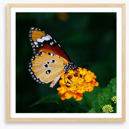 Insects