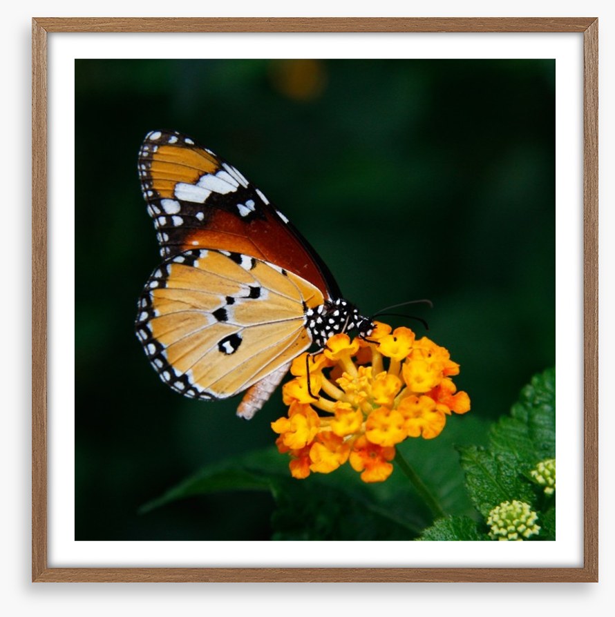 Insects