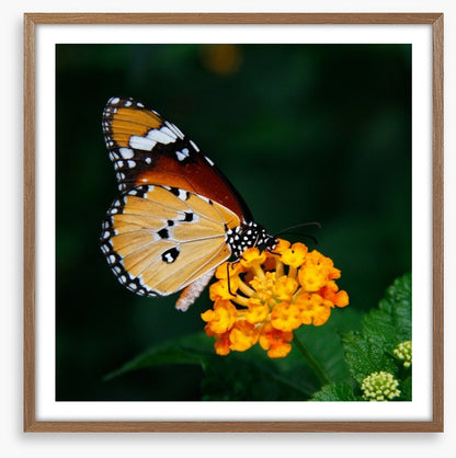 Insects