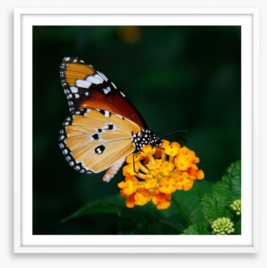 Insects