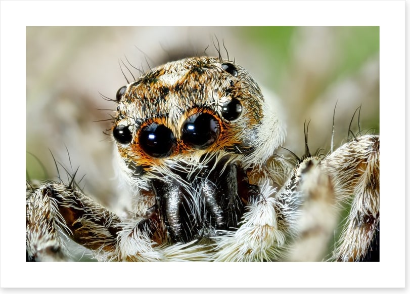 Insects