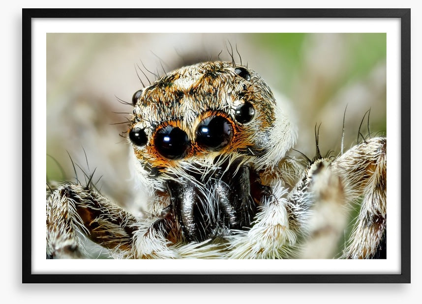 Insects