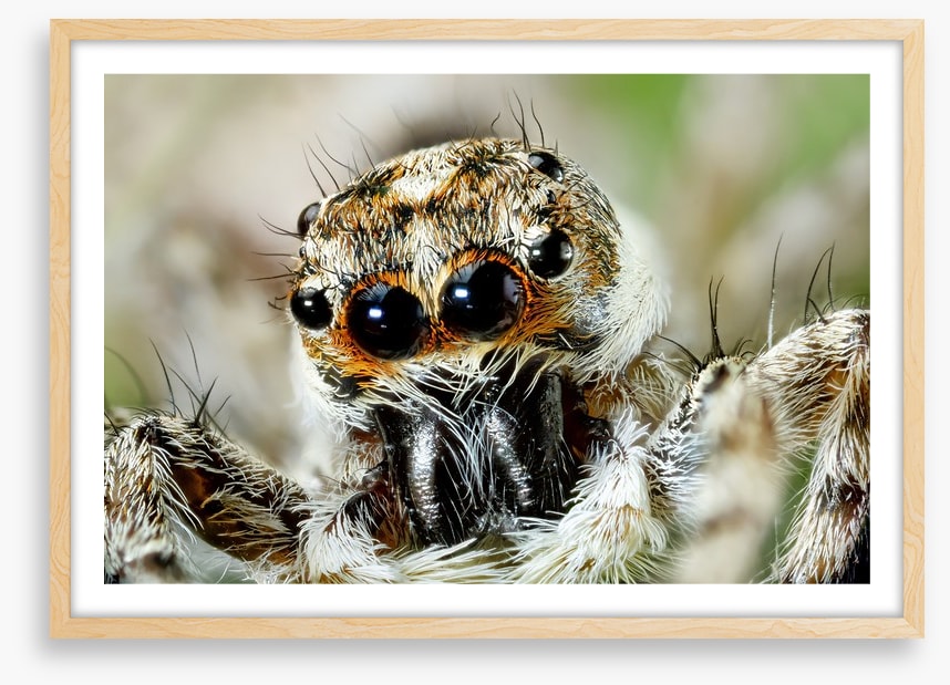 Insects