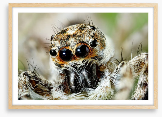 Insects