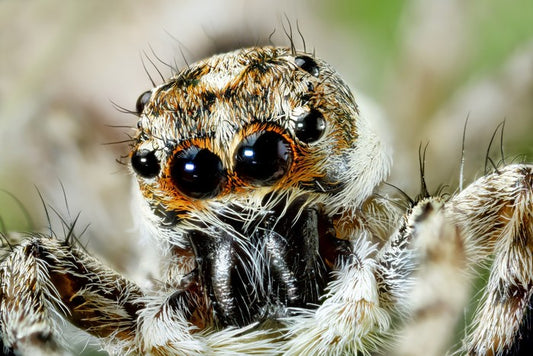 Insects