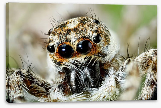 Insects