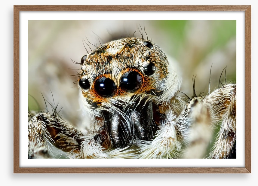 Insects