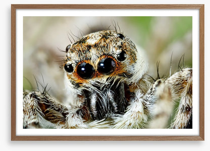 Insects