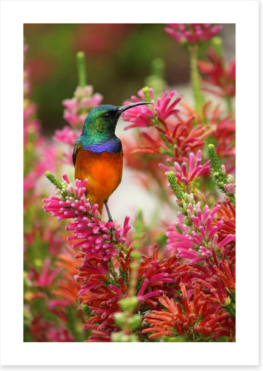 Hummingbird nectar