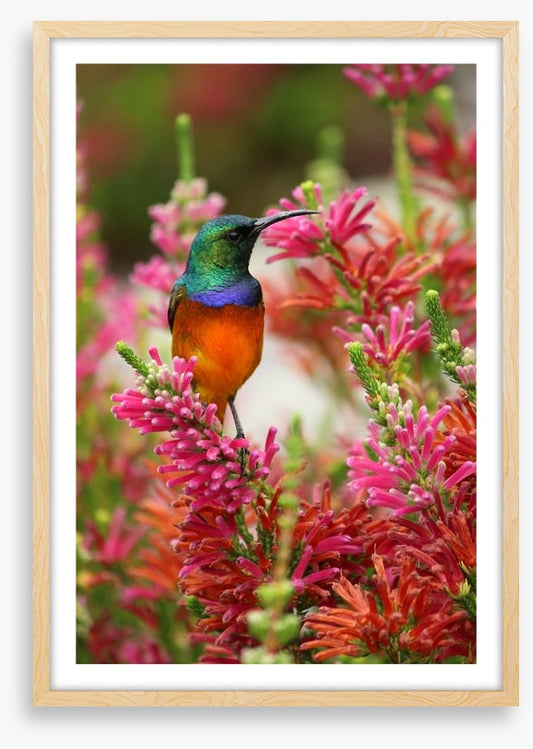 Hummingbird nectar