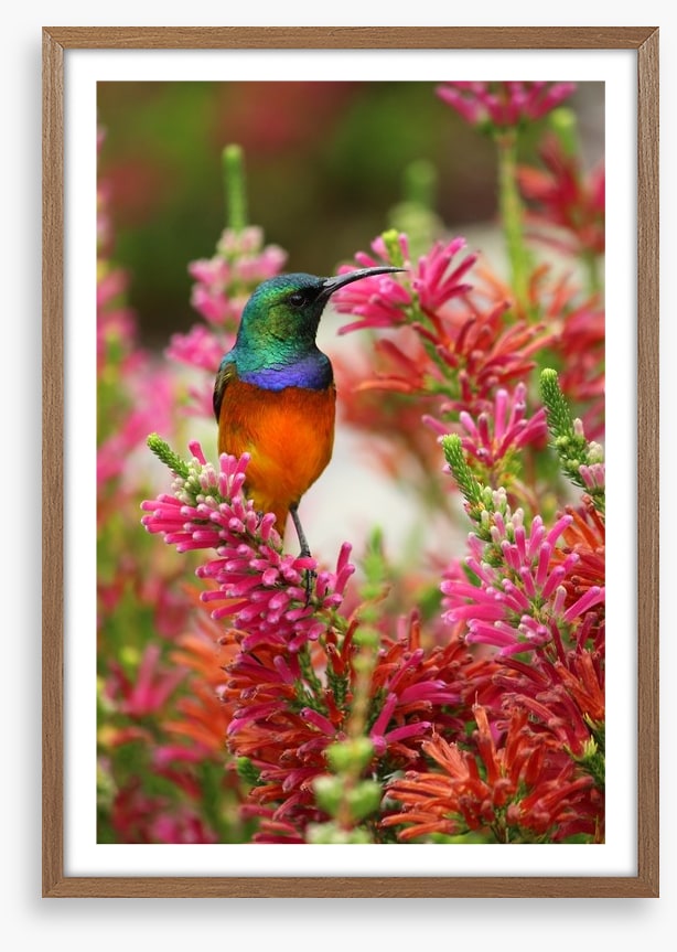 Hummingbird nectar
