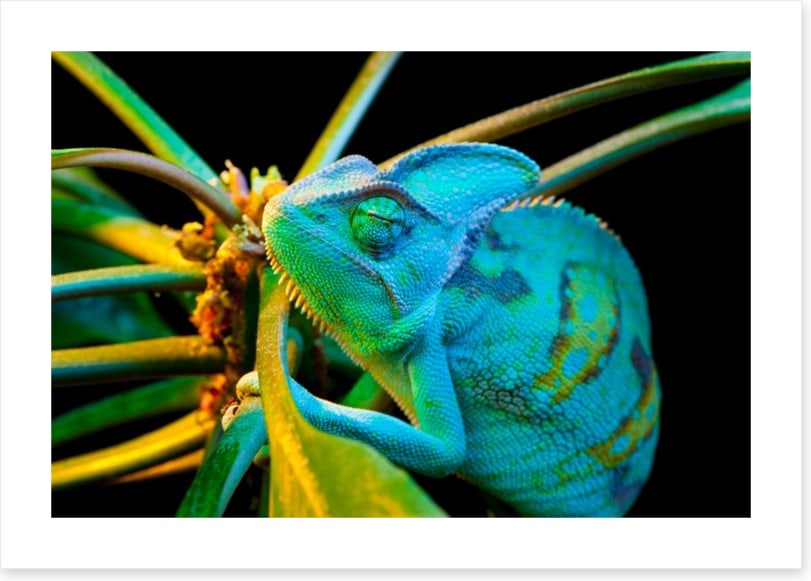 Chameleon camouflage